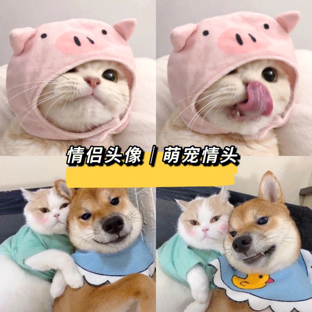 头像猫猫狗狗说明什么图片