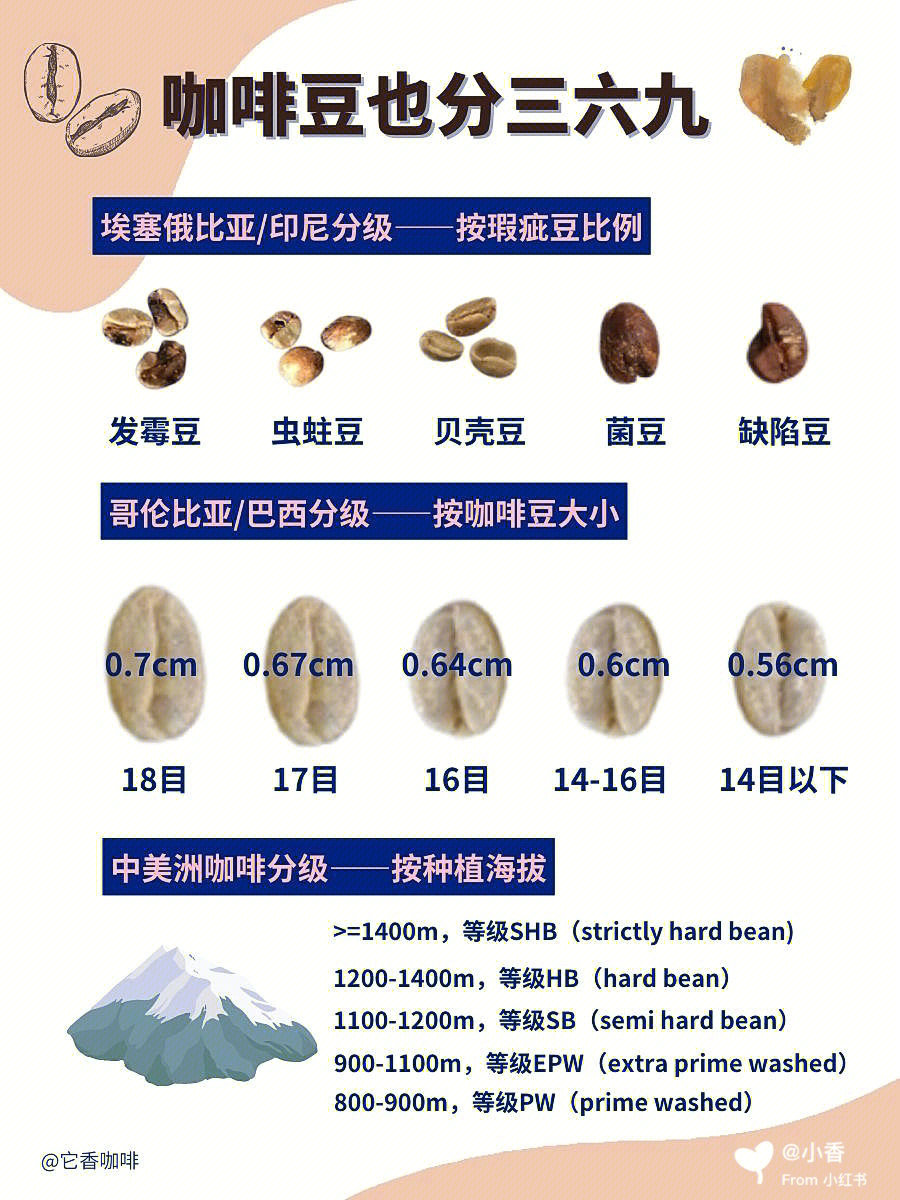 云南铁皮卡咖啡豆介绍图片