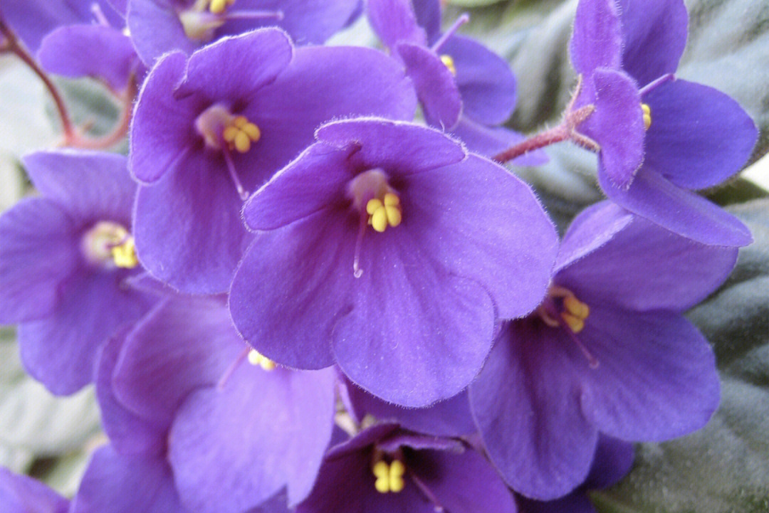 非洲紫罗兰别名非洲堇非洲苦苣苔