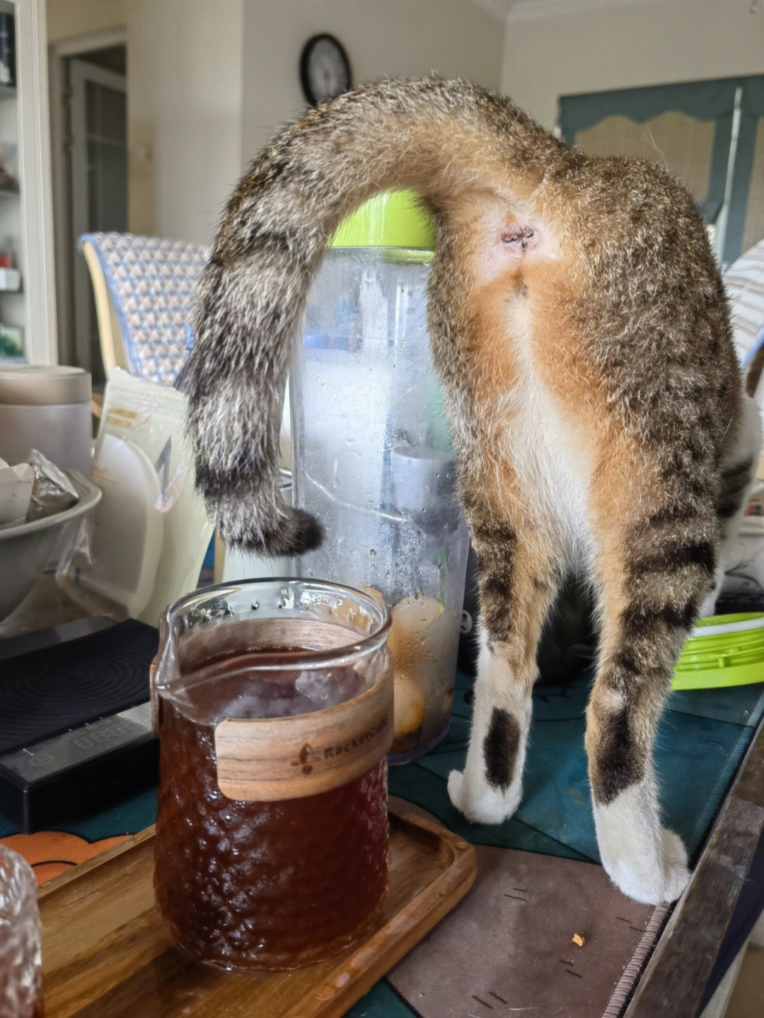 猫屎咖啡真的是猫屎吗图片