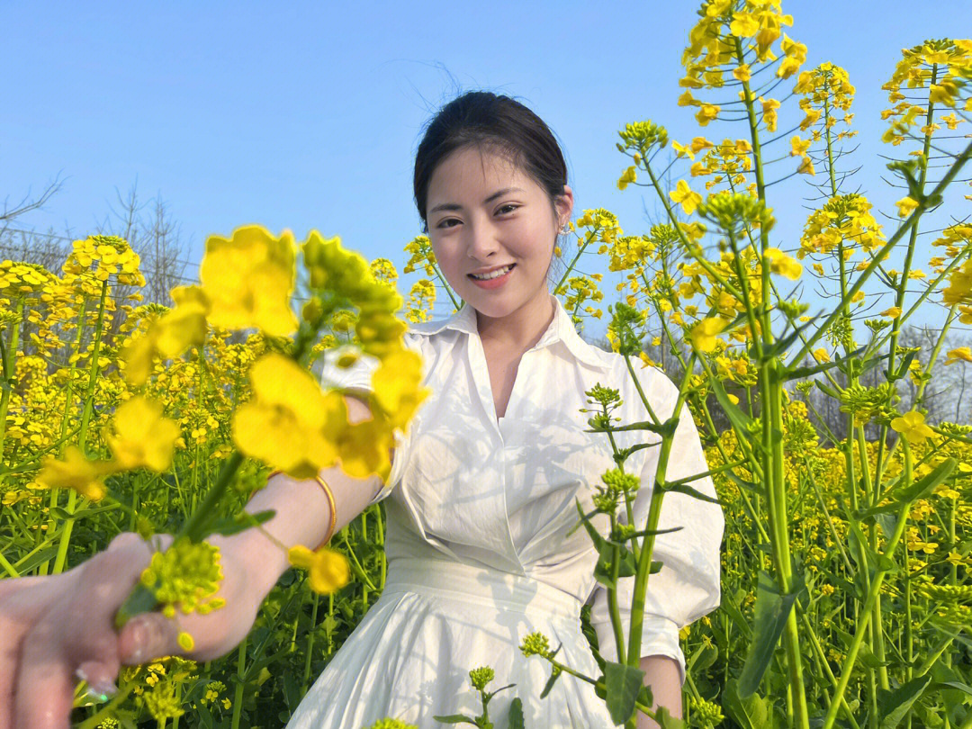 白头镇五星村油菜花图片