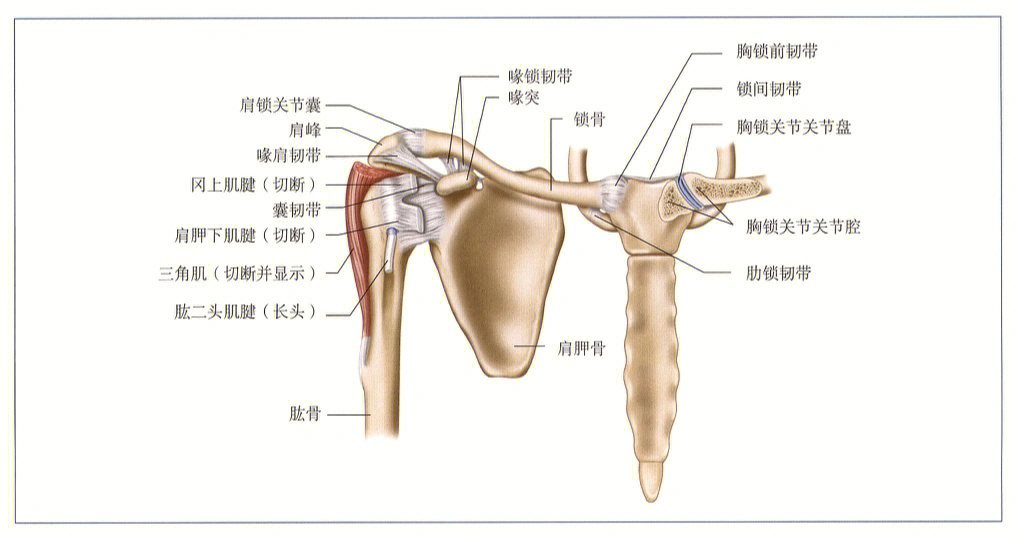 即盂肱关节,胸锁关节,肩锁关节和肩胛胸壁关节(stj)
