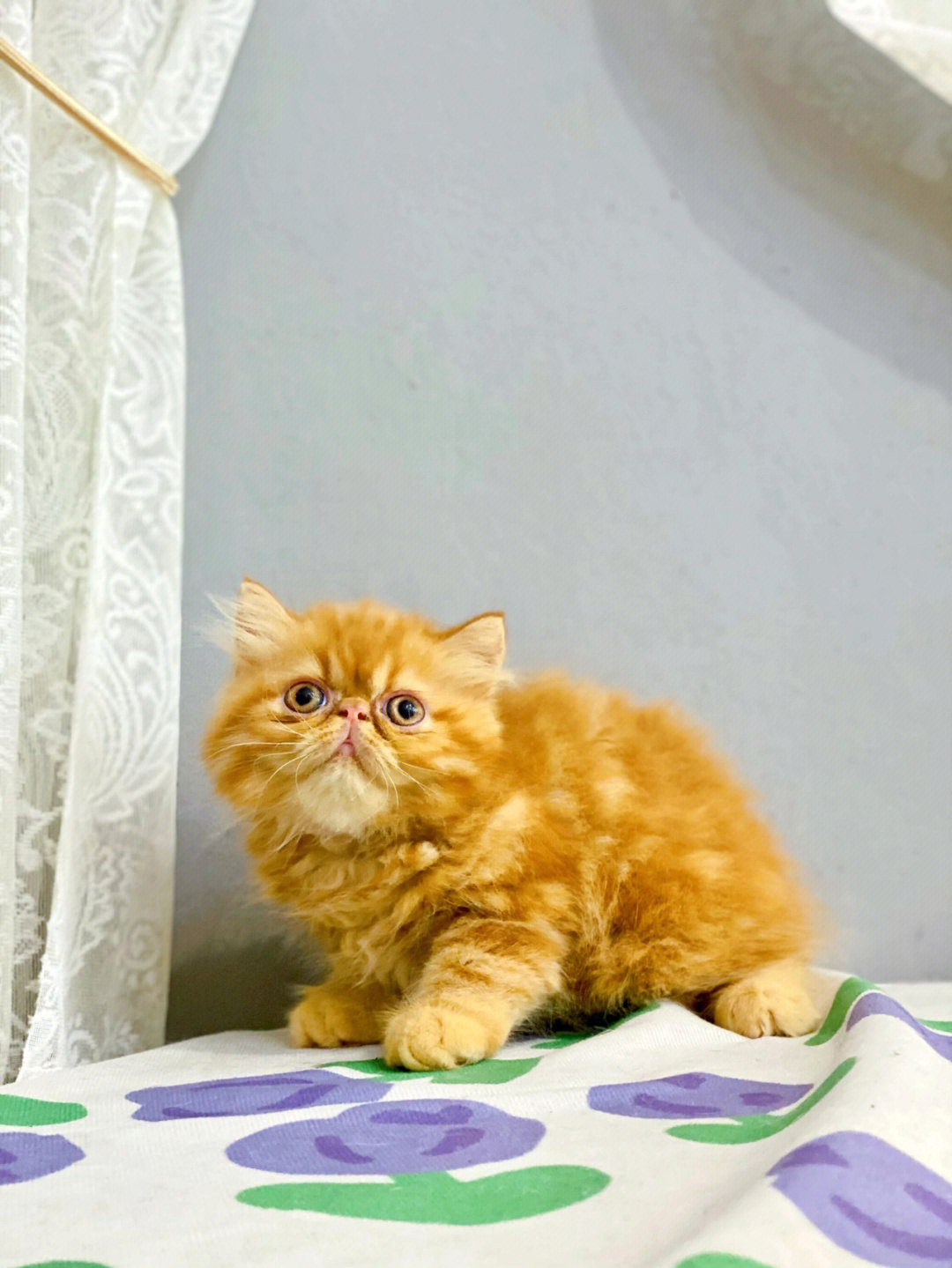 红虎斑加菲猫多少钱图片