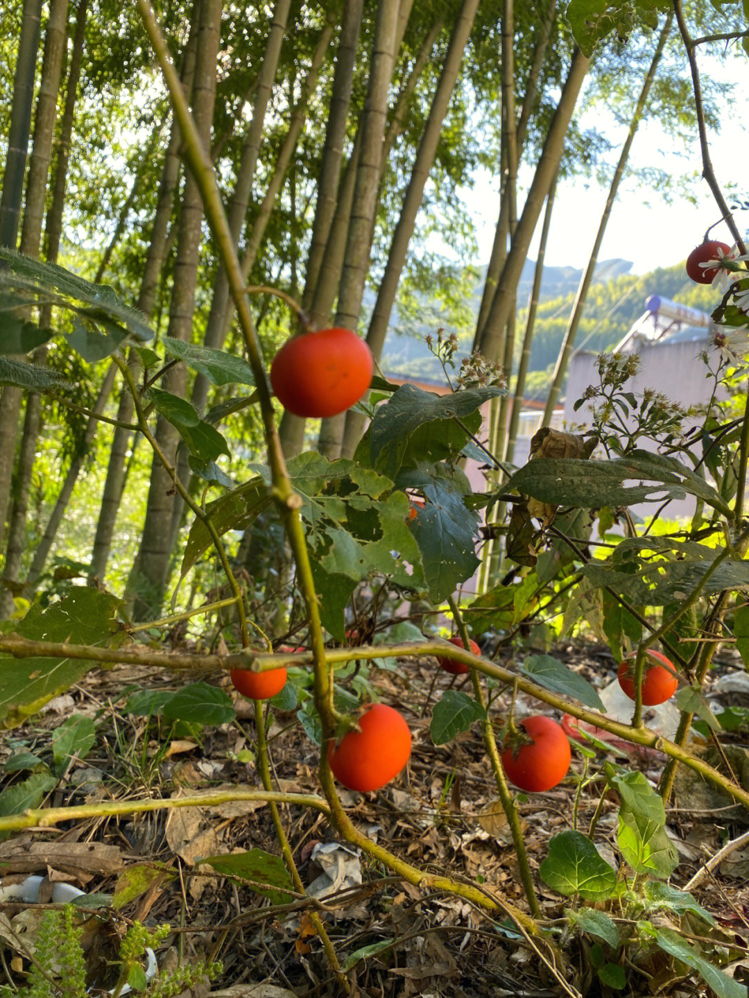 刺天茄