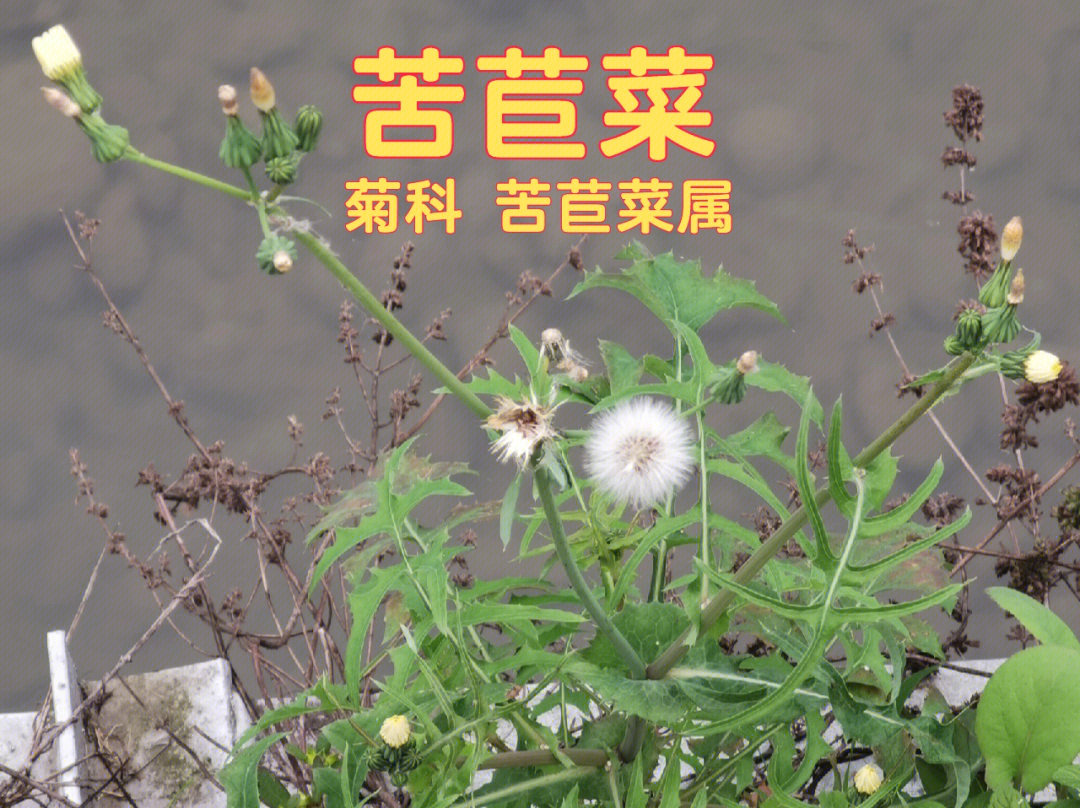 苣荬菜图片功效及作用图片