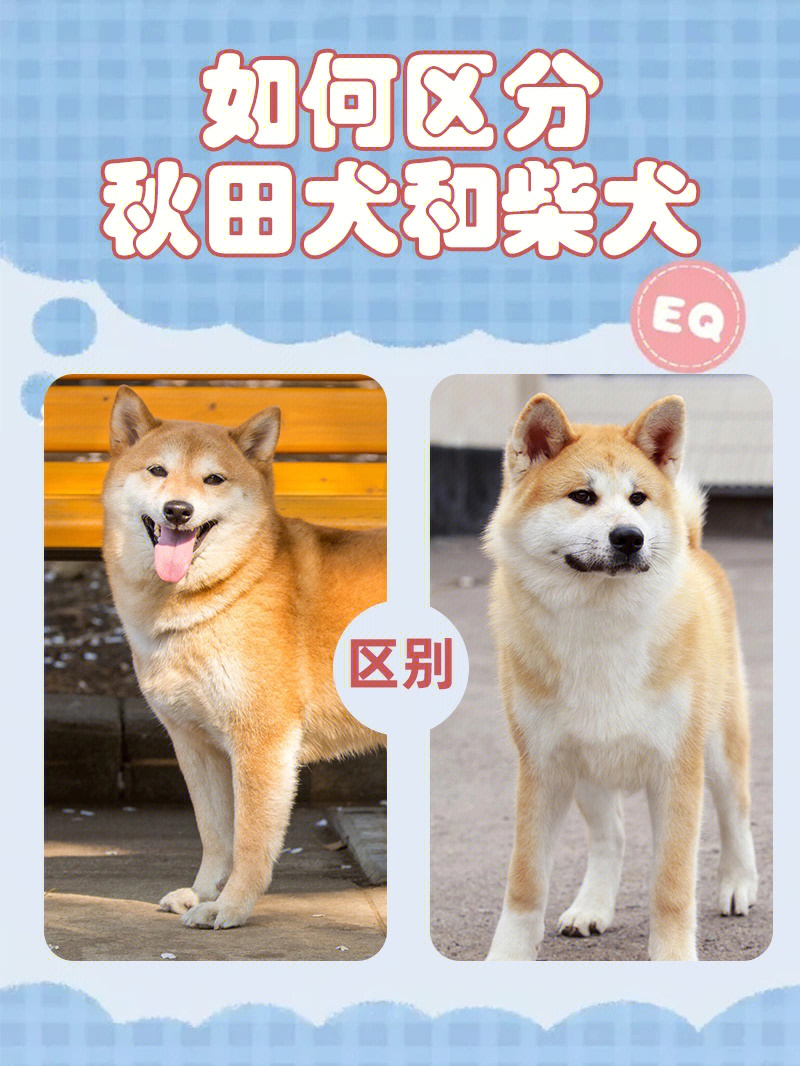 大家知道如何区分柴犬和秋田犬吗