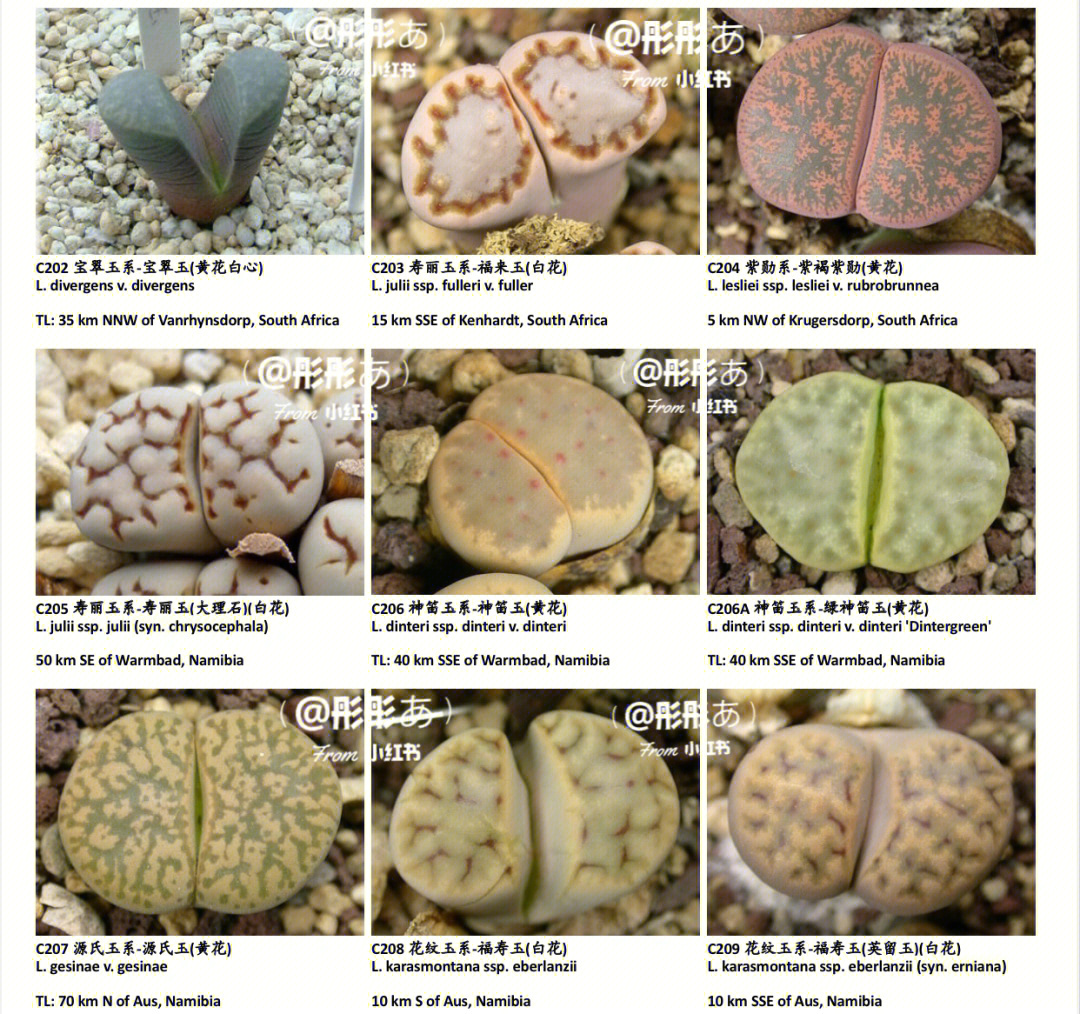 生石花品种及名字图片图片