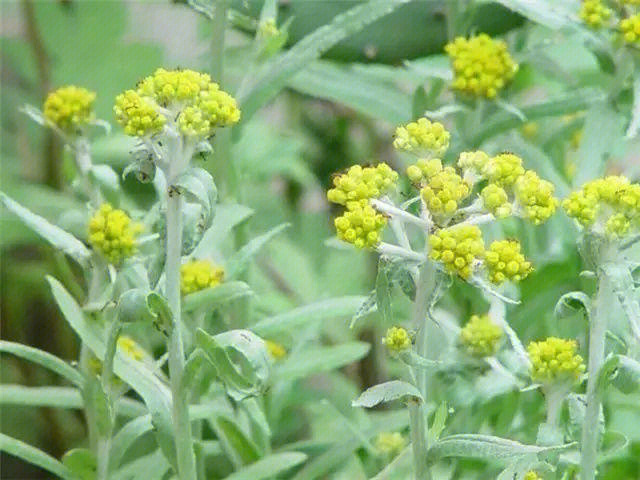 常见野外绿植鼠麴草