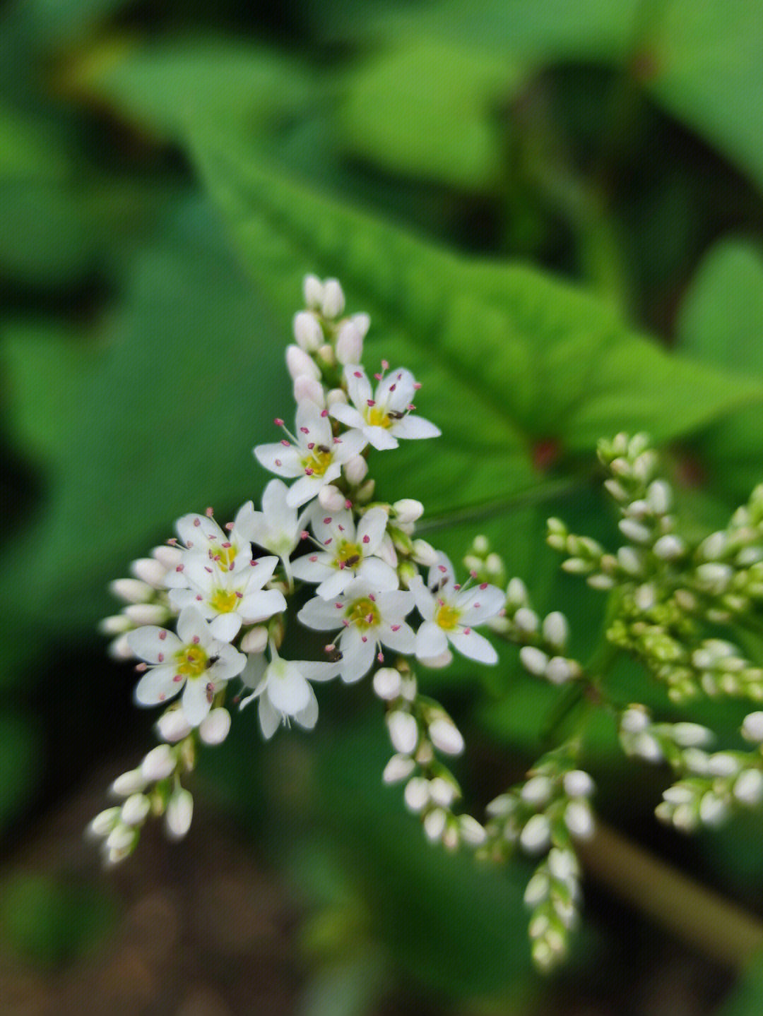 花与万物64