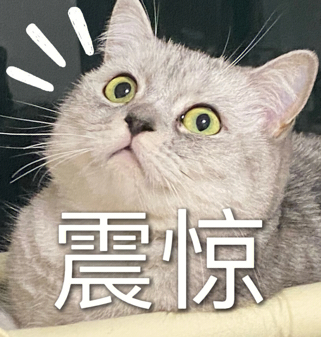 宇宙震惊猫猫表情包图片