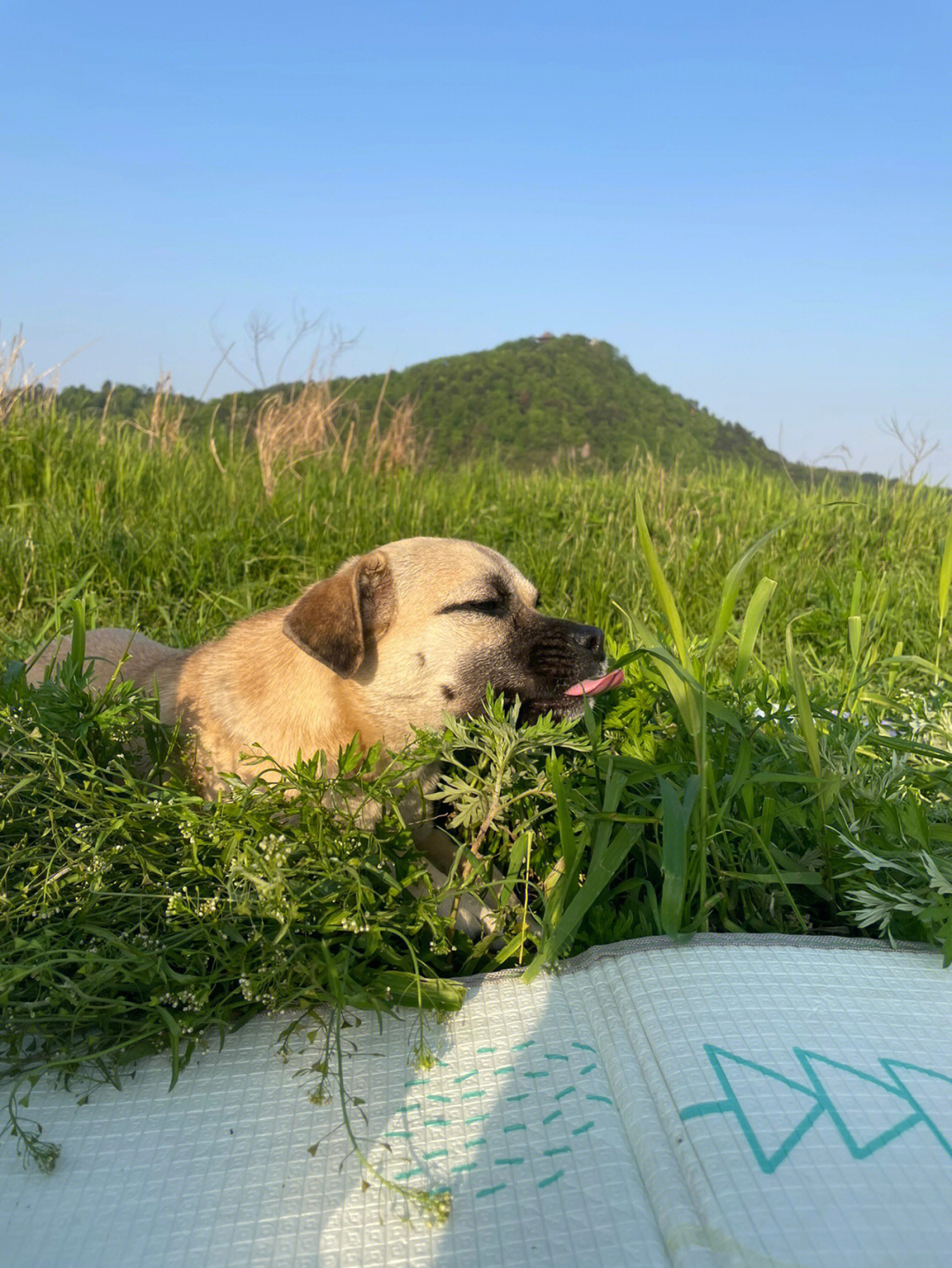 吃草图片