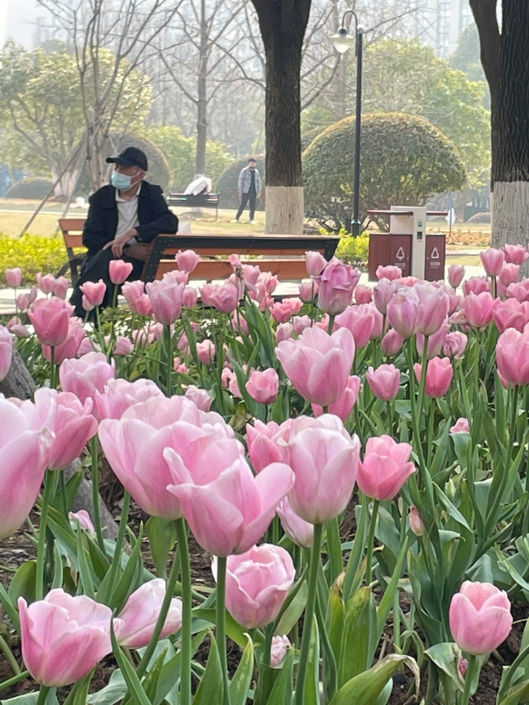 吴江郁金香公园地址图片