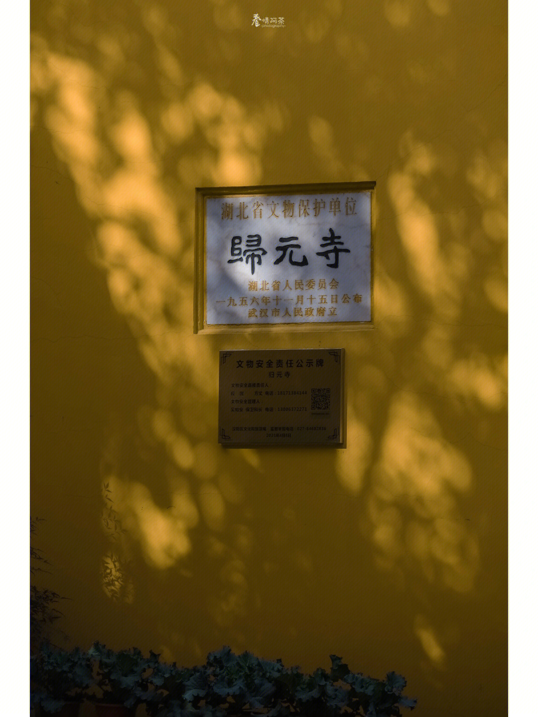 归元寺银杏已经黄了武汉最美的季节来临