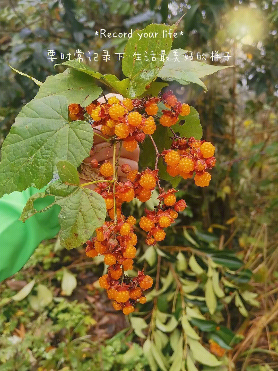 成都周边满山的野树莓啊