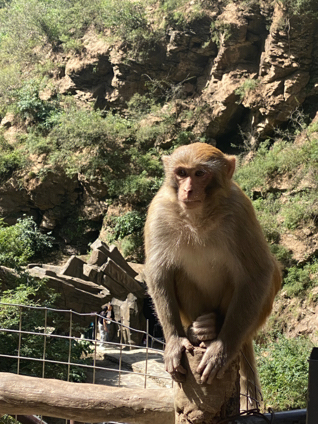 西游记猴子奔跑表情包图片