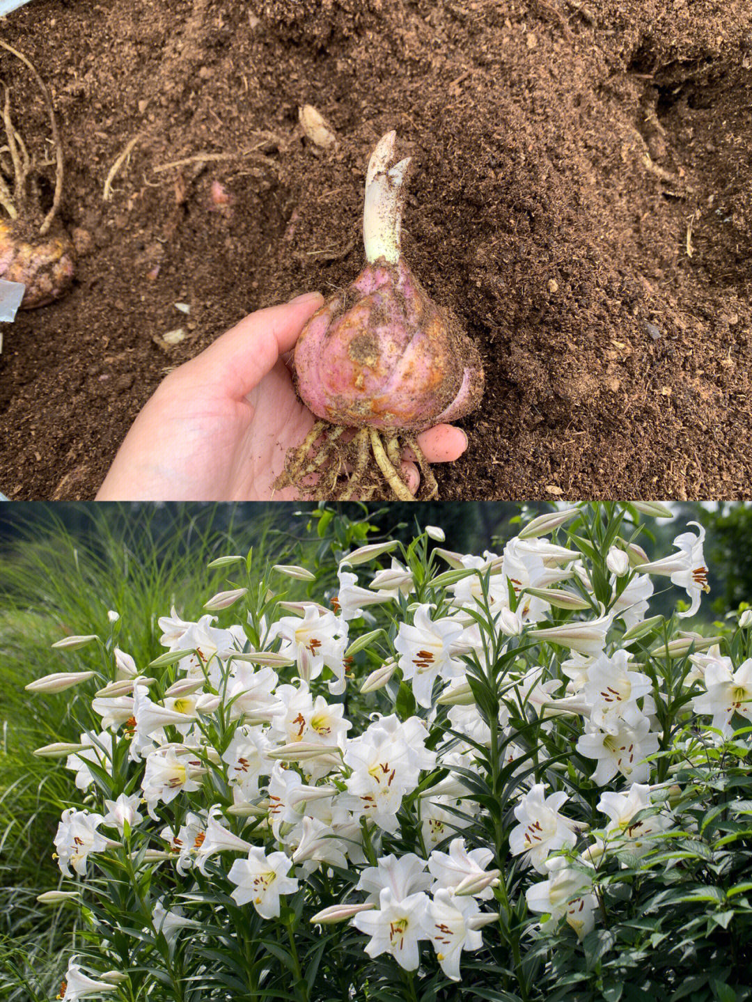 近来有些花友开始陆续收到秋百合了,把栽种方法分享给大家,还有一些