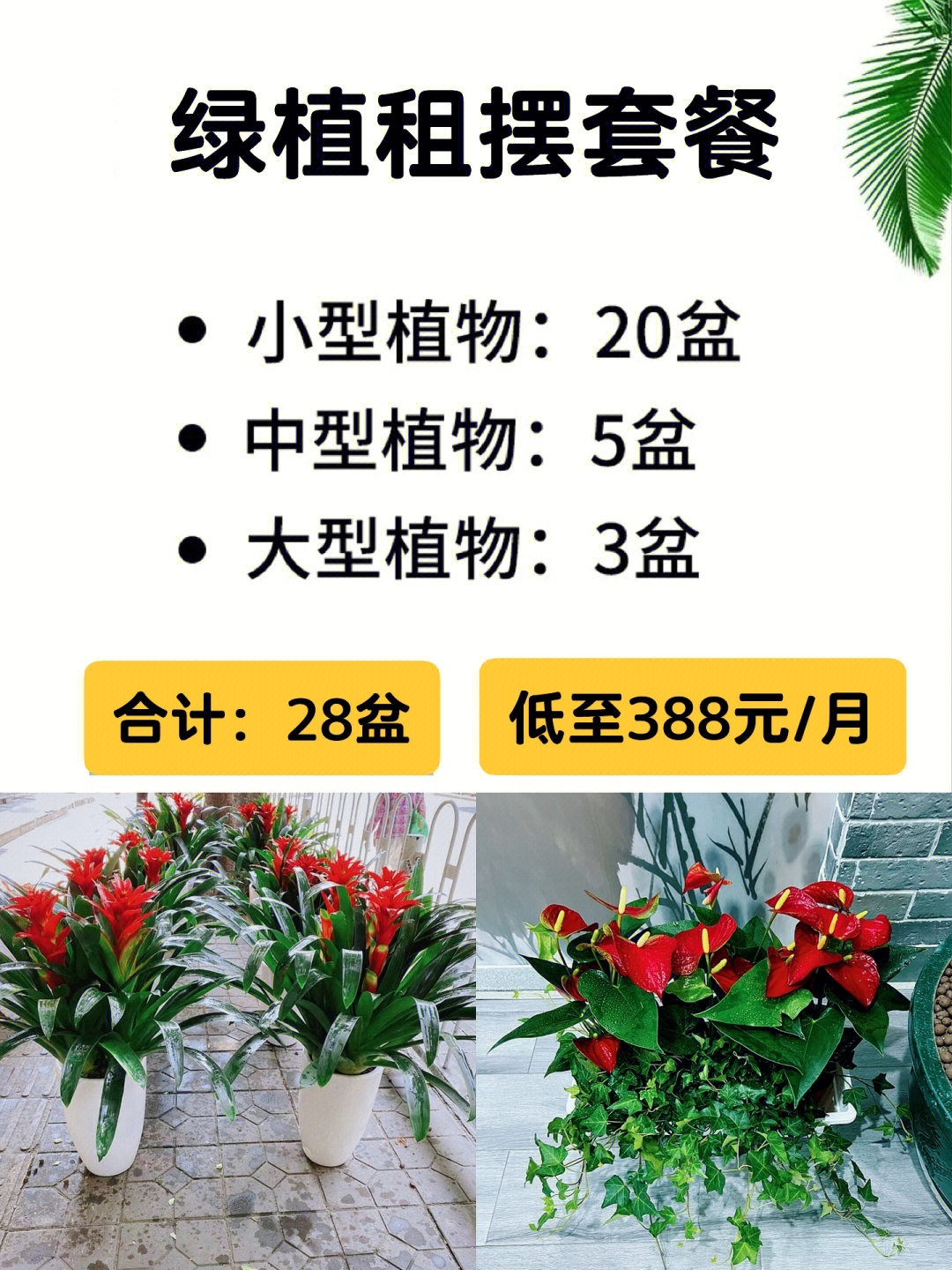 广州绿植批发基地拿货图片