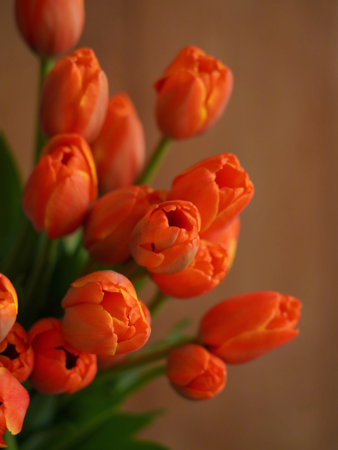 橙色郁金香的花语图片