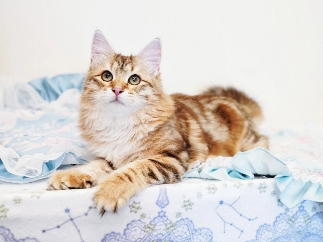 西伯利亚森林猫金色经典斑纹的小猫咪