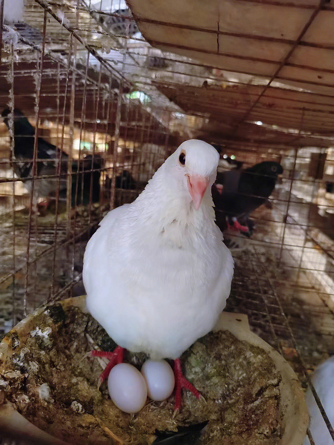 白羽王鸽和信鸽杂交图片