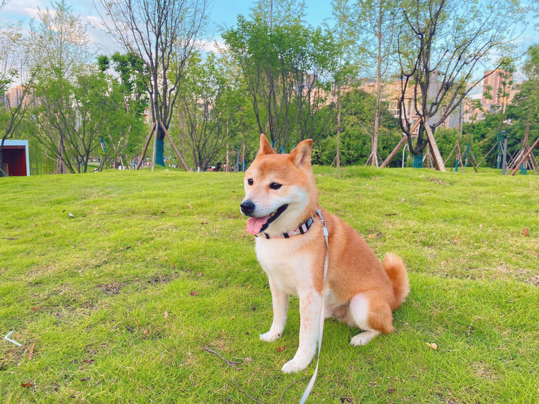 柴犬野比大雄の日常