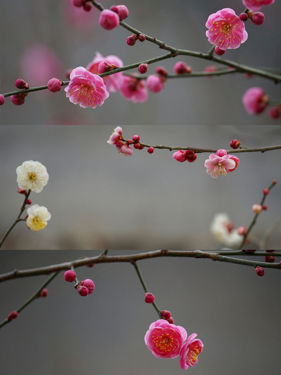 大观园初春的梅花