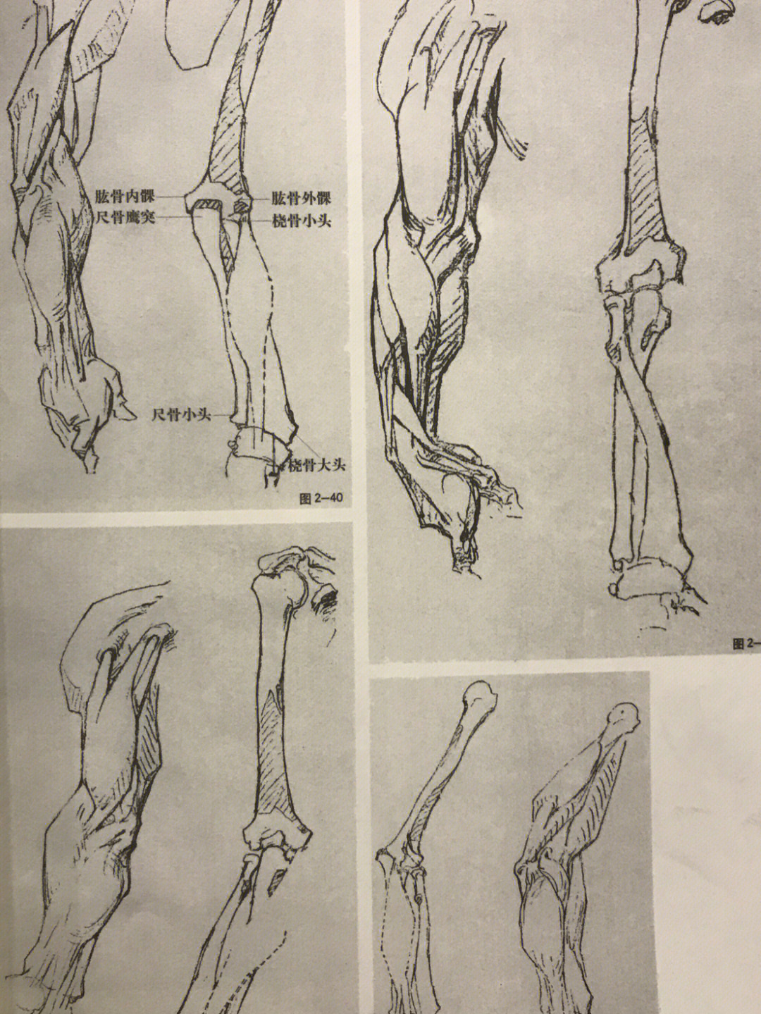 画好速写系列手臂分析速写的传承