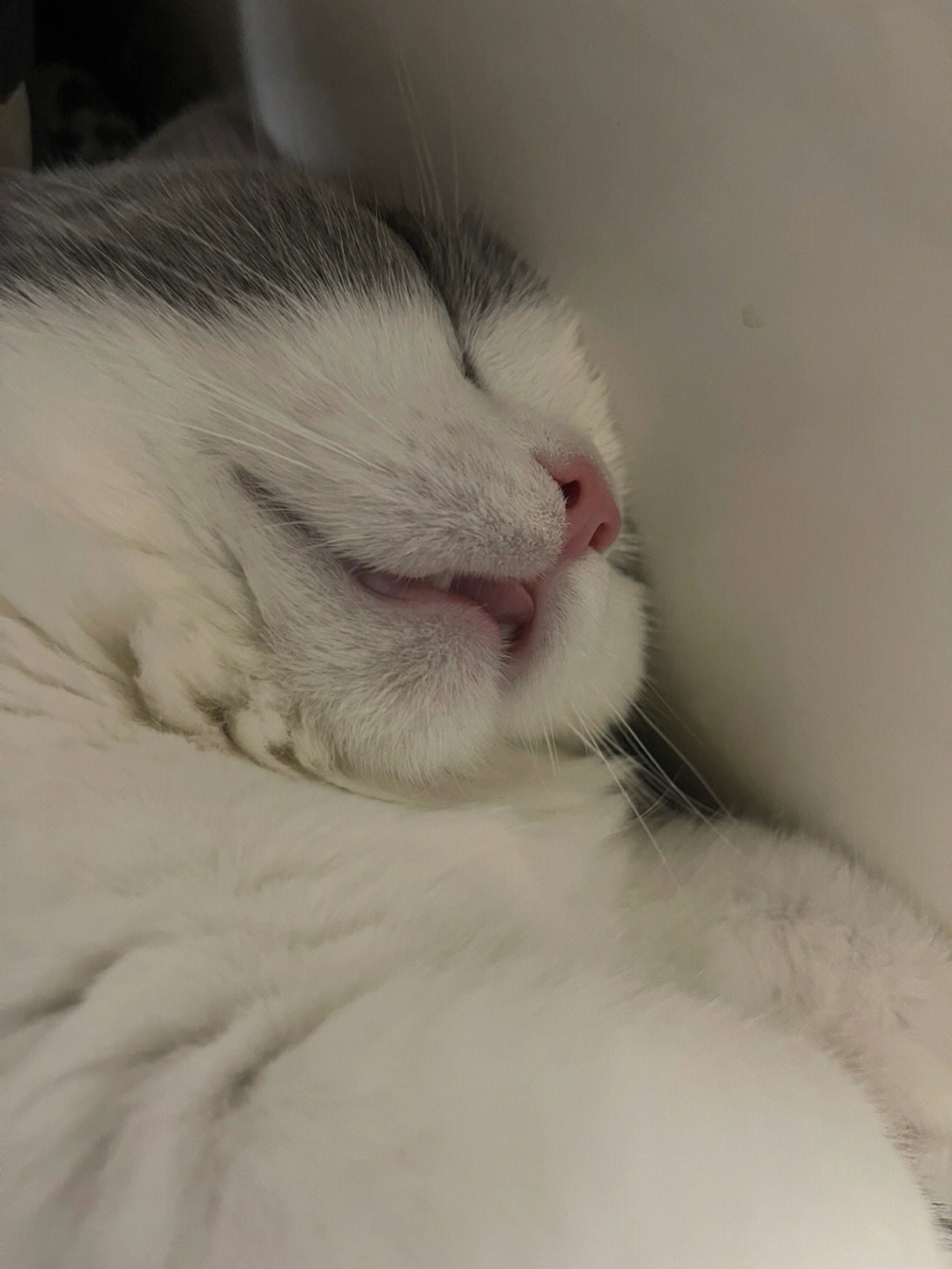 小猫咪为啥要咬舌头睡觉啊