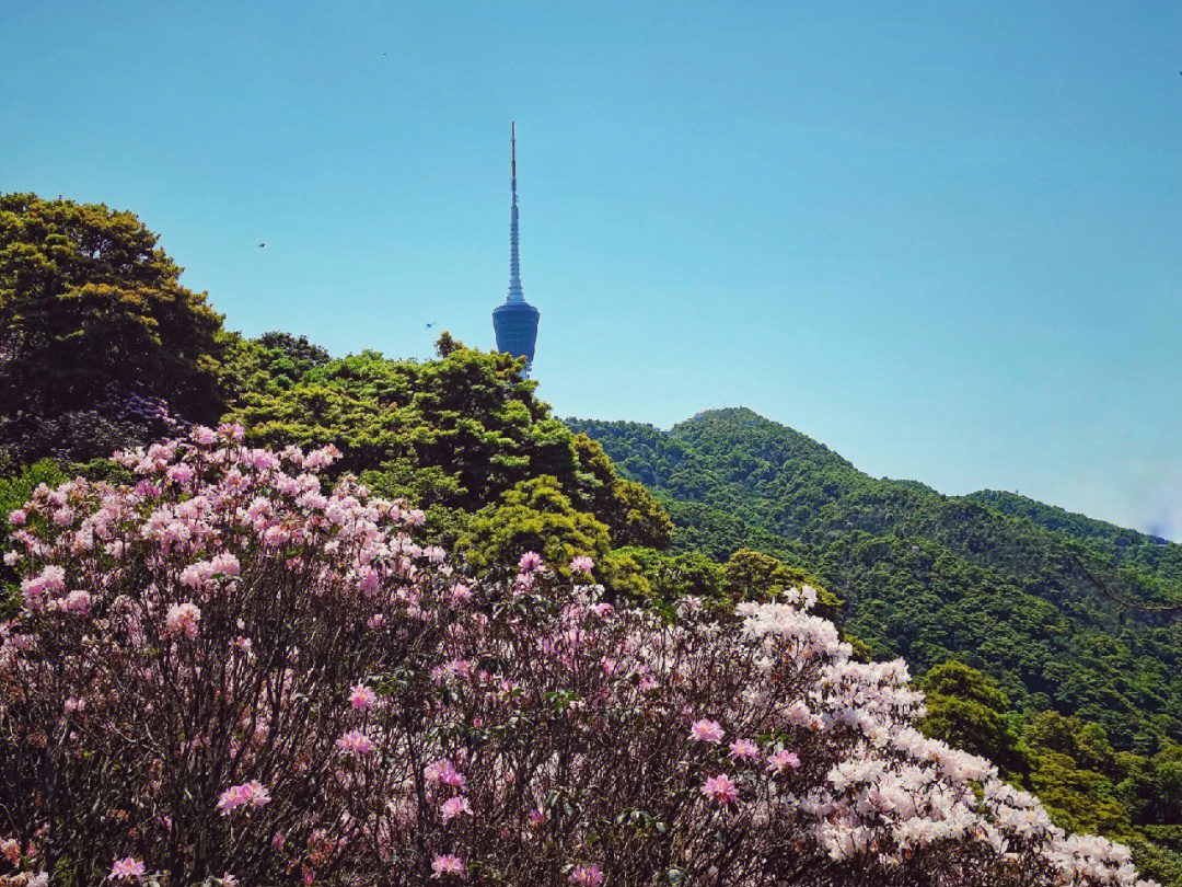 花海拍照#来拍照了#深圳拍照#梧桐山#深圳公园#深圳周末