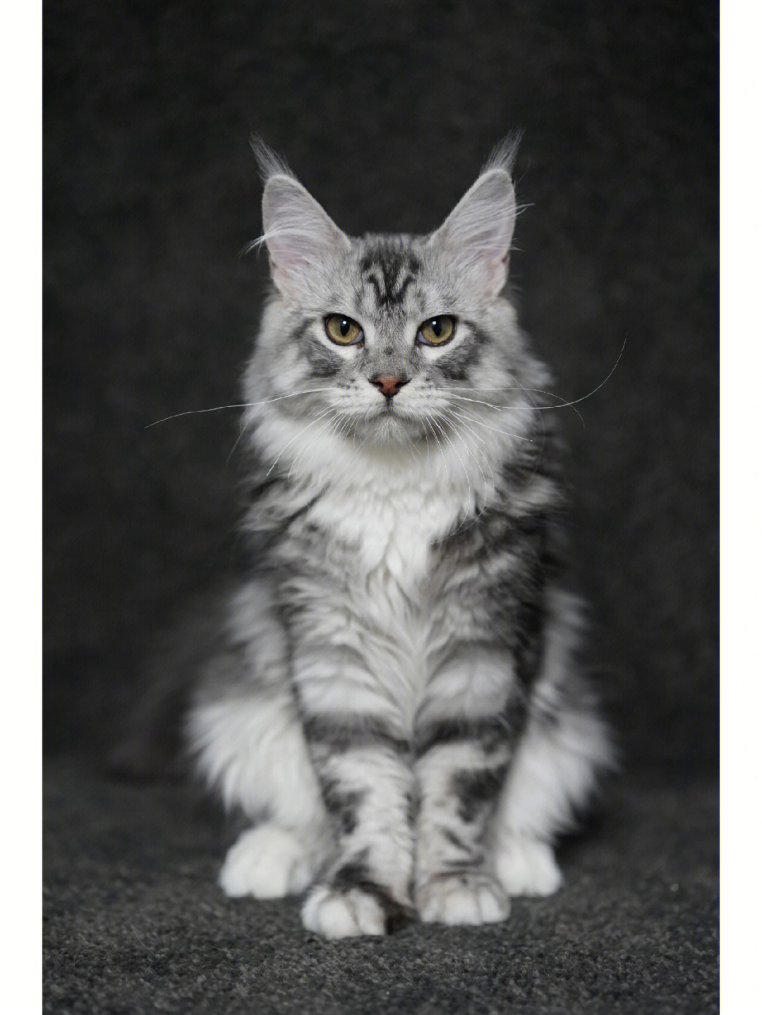 缅因猫幼猫颜色银虎斑性格粘人赛级后代