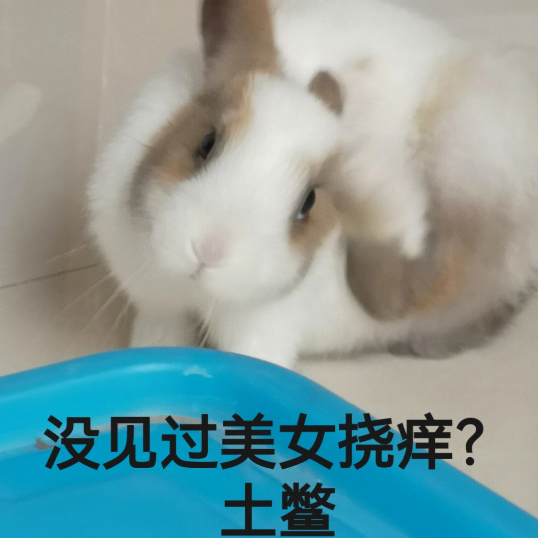 兔子洗脸表情包图片