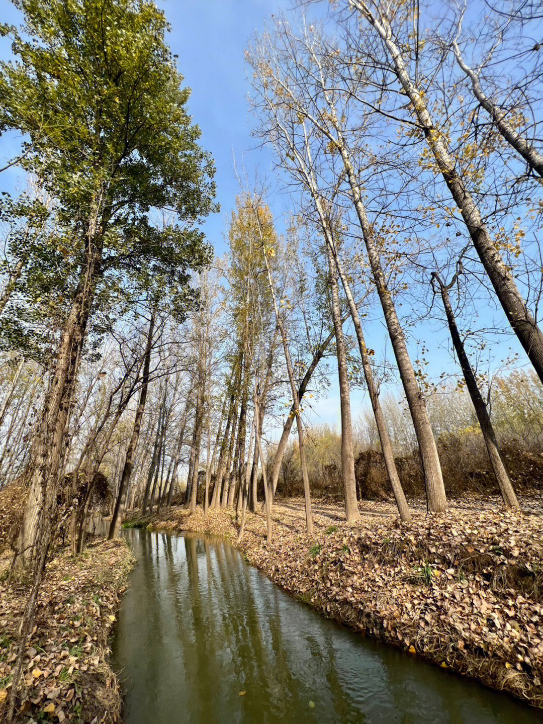 马庄村血案图片