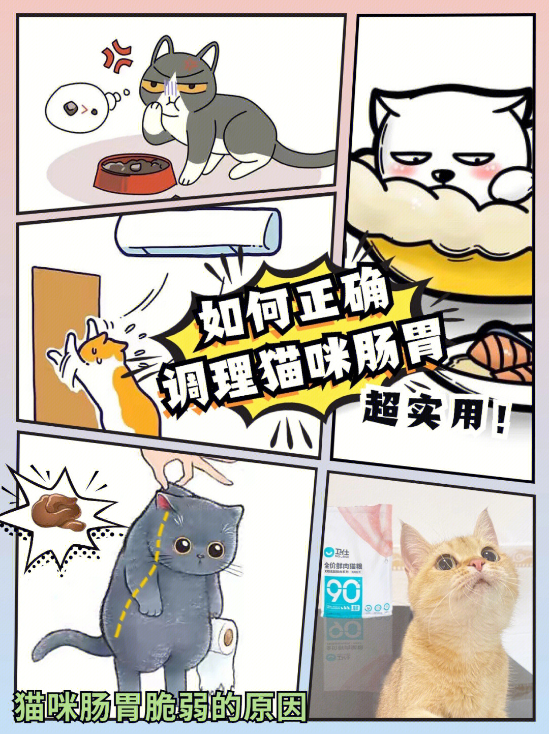 肠胃猫图片女人不能娶图片