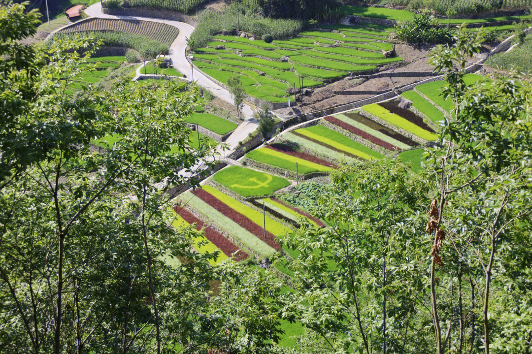 德阳桂花村图片