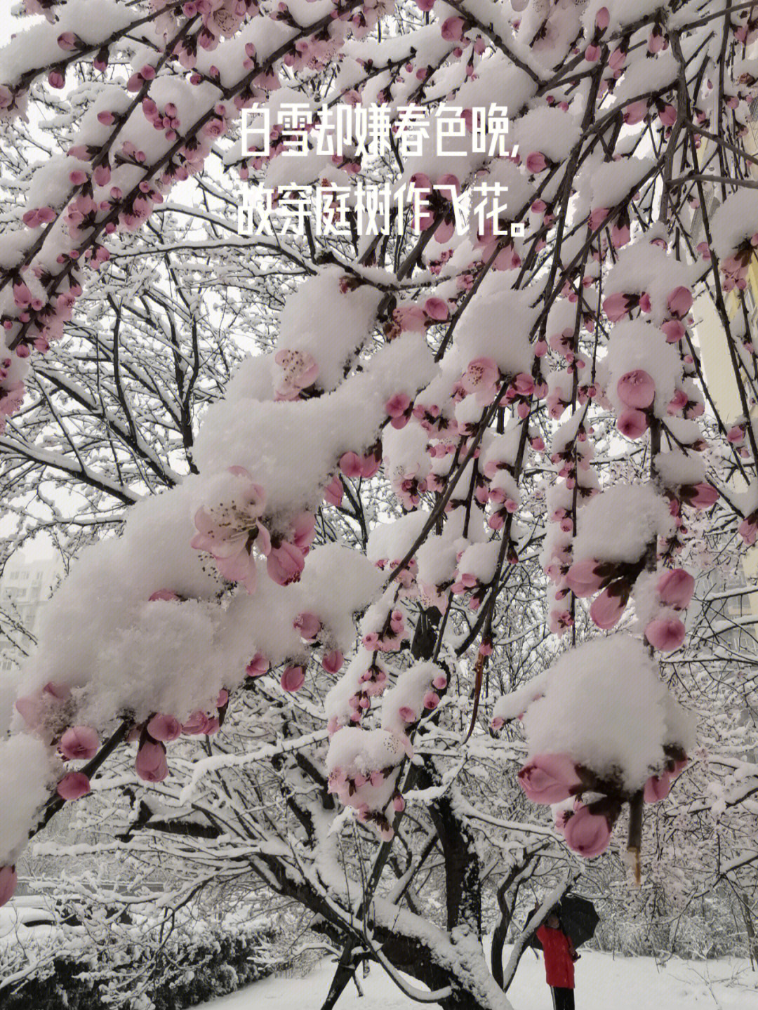 黄金100秒白雪雪图片