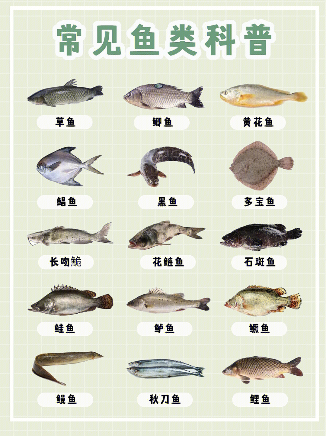鱼的种类常吃图片