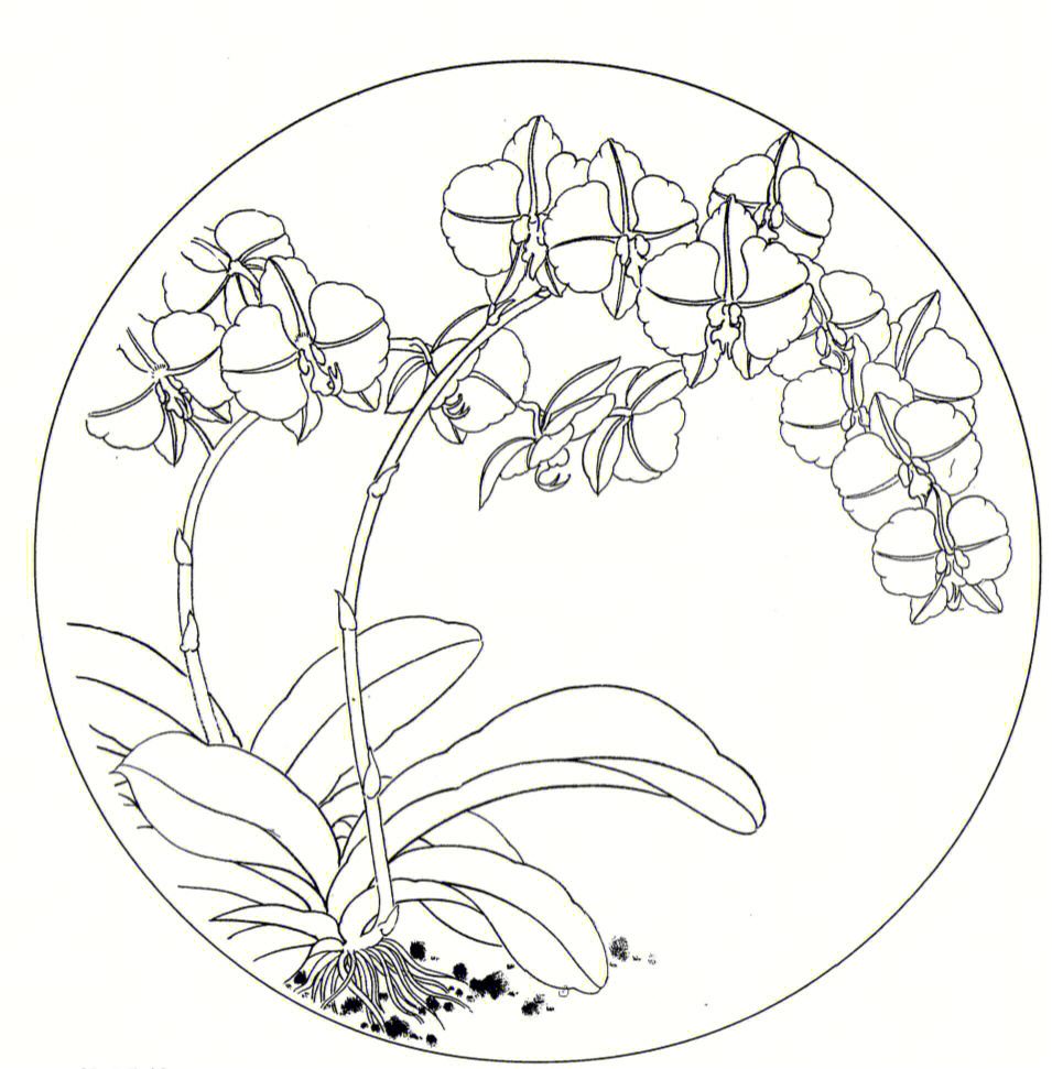 白描简单 初学者图片