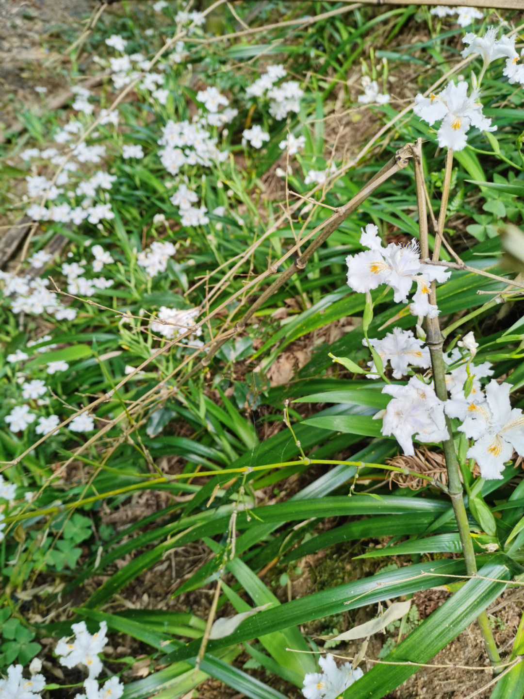 野兰花简介图片