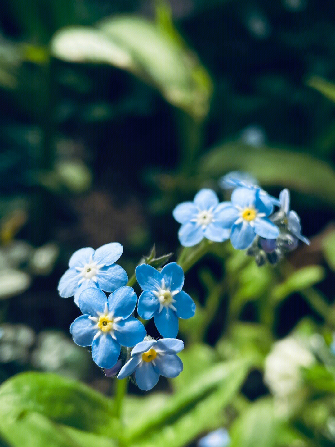 勿忘草蓝应援色图片