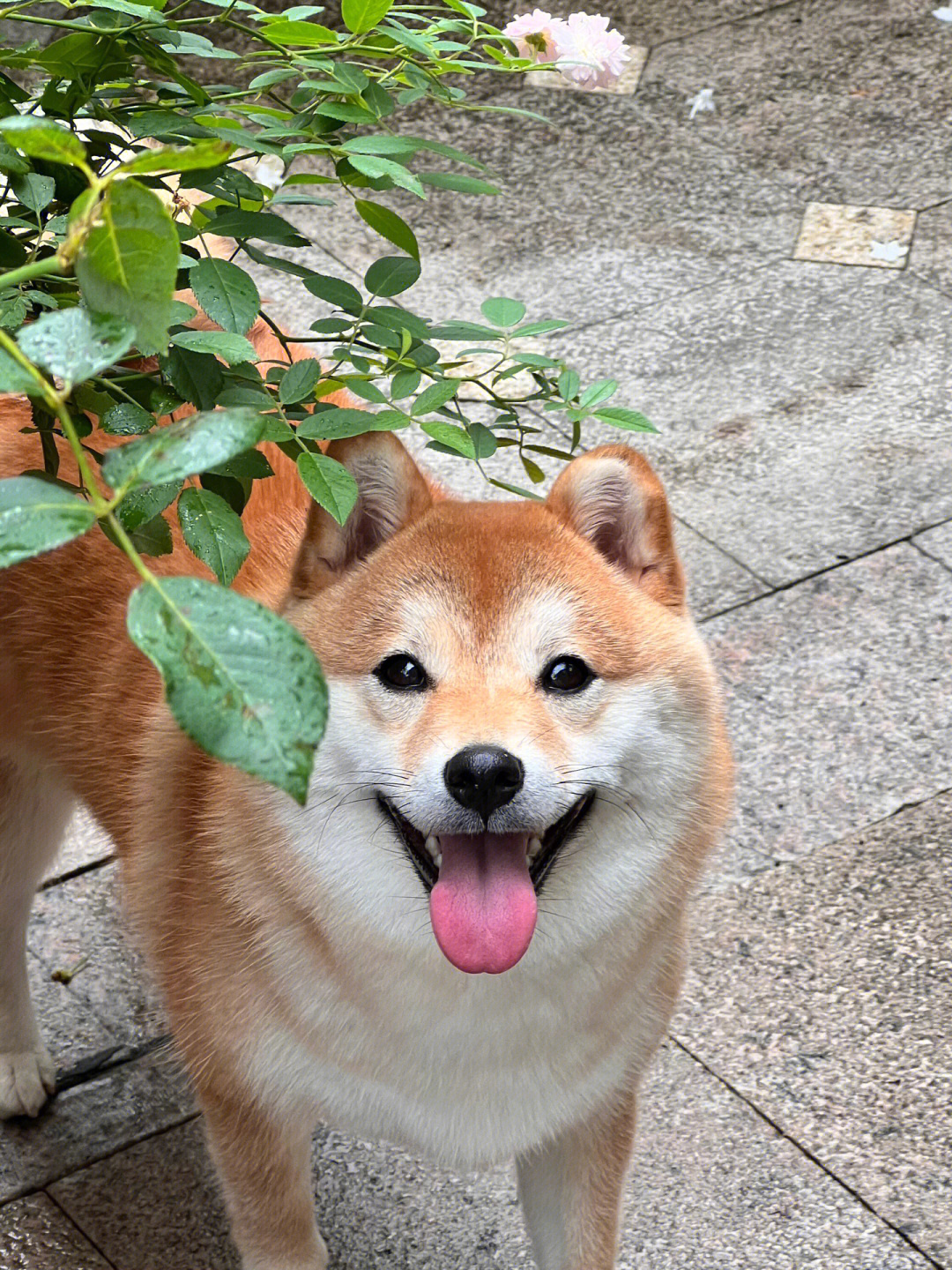 开心夏日阳光狗狗