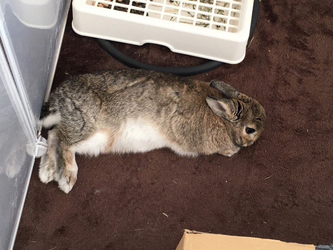 兔子假死和真死的区别图片