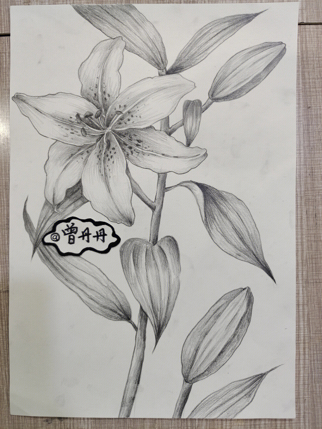 素描百合花的画法步骤图片
