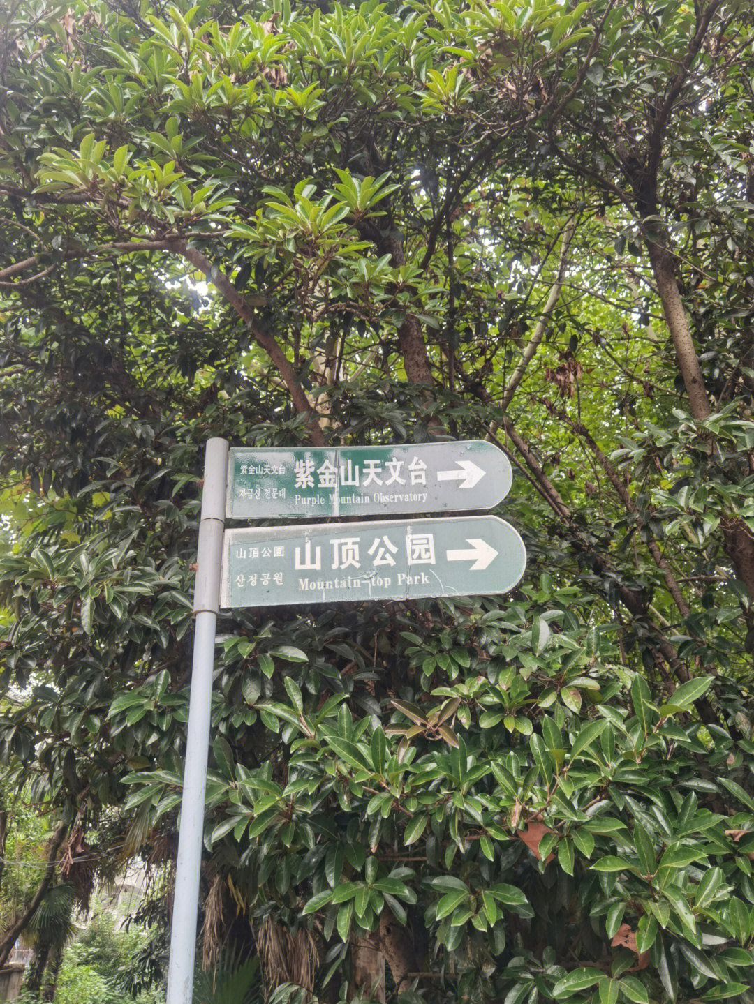 紫金山华泰登山道图片