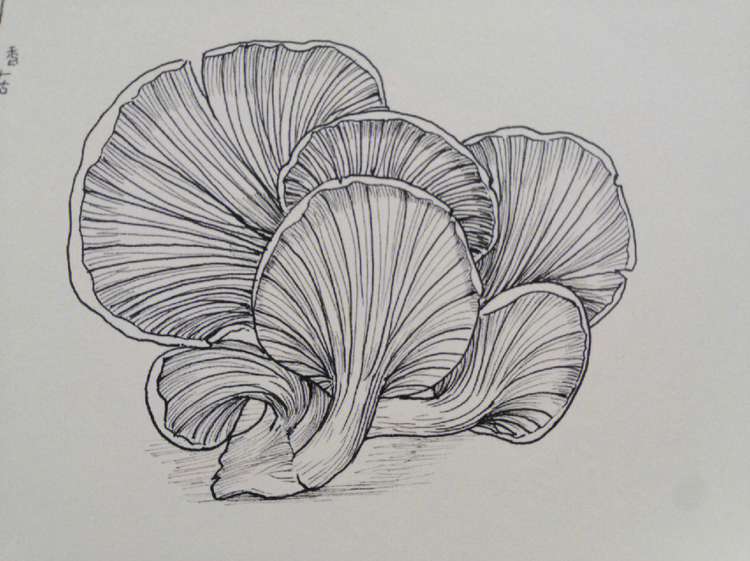 写生线描香菇平菇图片
