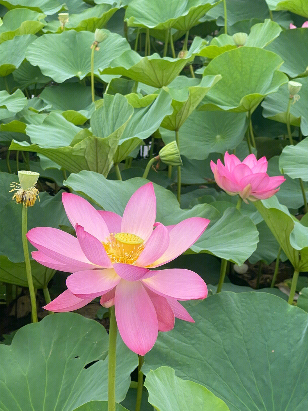 盘锦欢喜岭荷花池图片