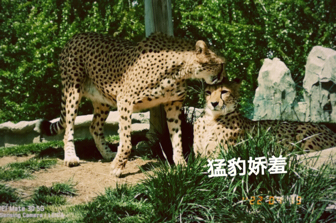 北京动物园豹子在哪儿图片