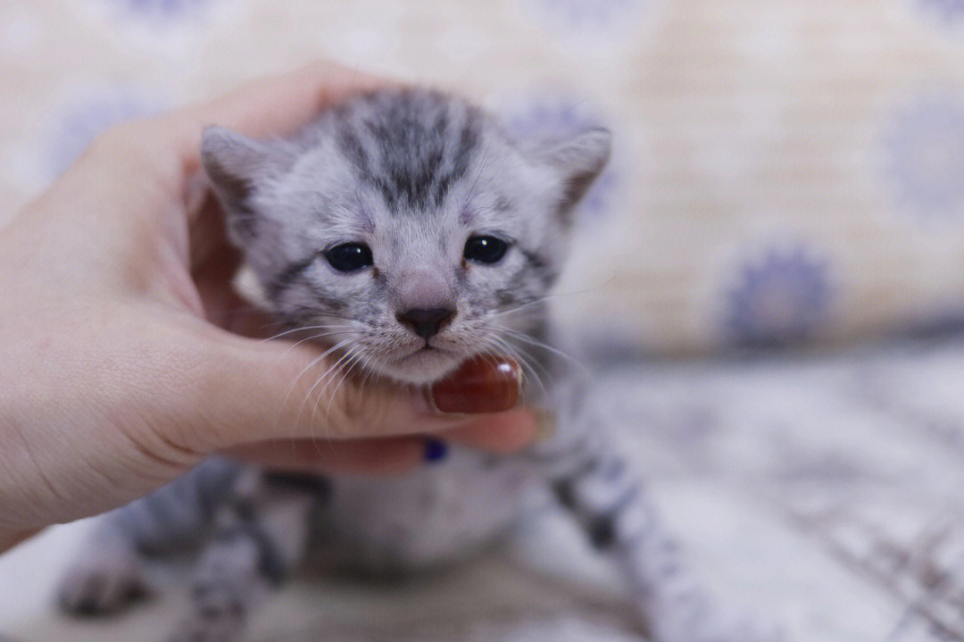 豹猫和银渐层杂交图片