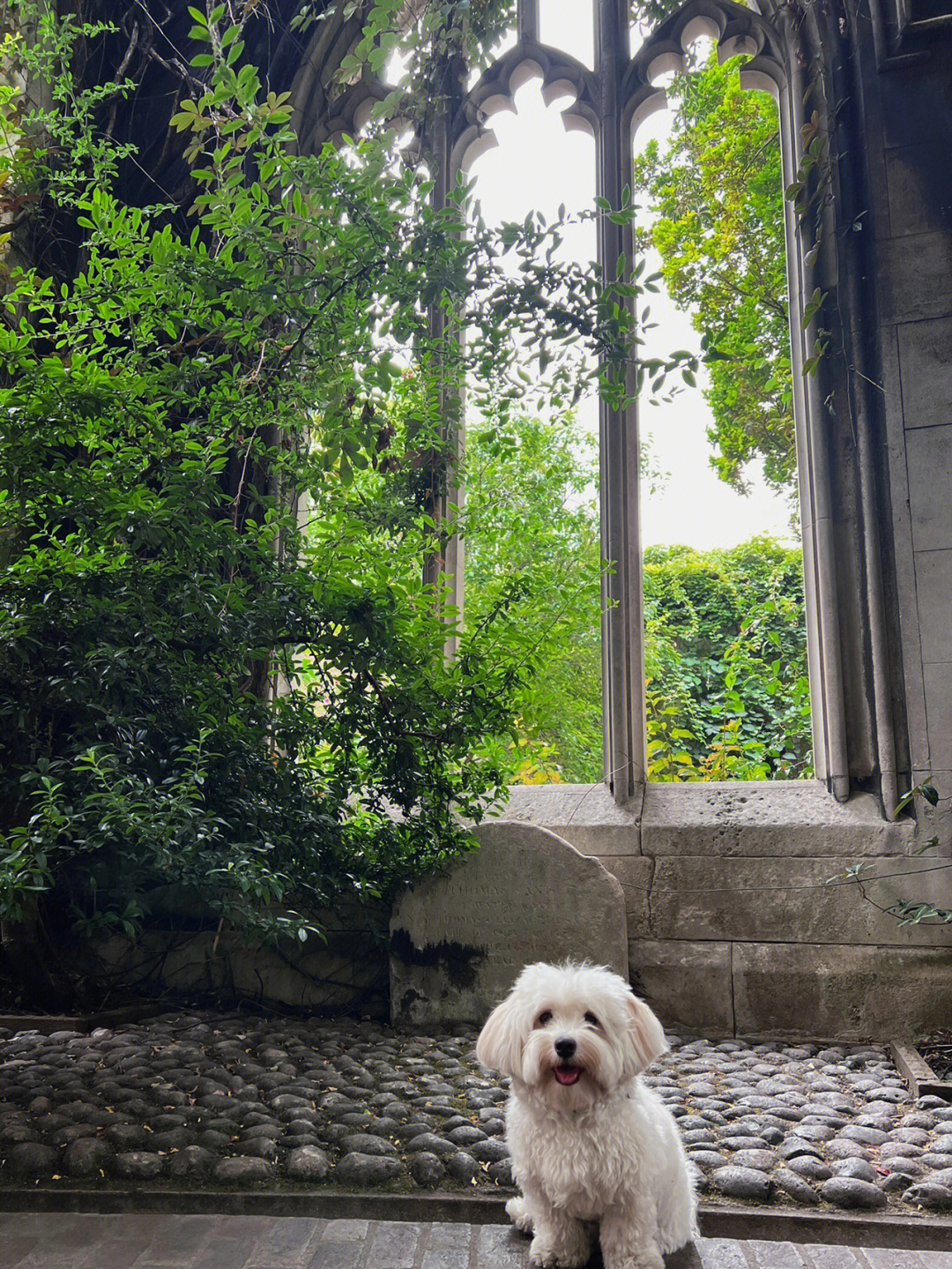 哈瓦那犬伦敦带狗狗去拍照