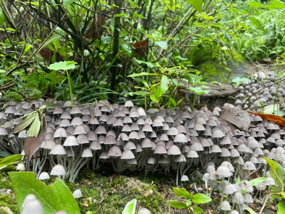 这有黄色网状的是啥菇