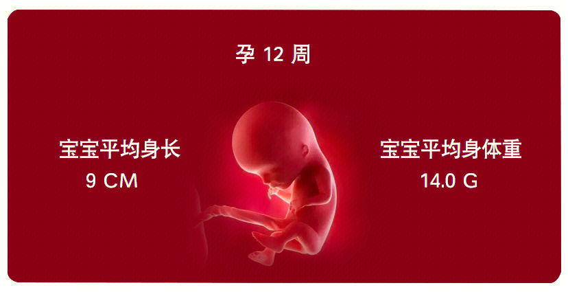 孕12周发育情况和图片图片
